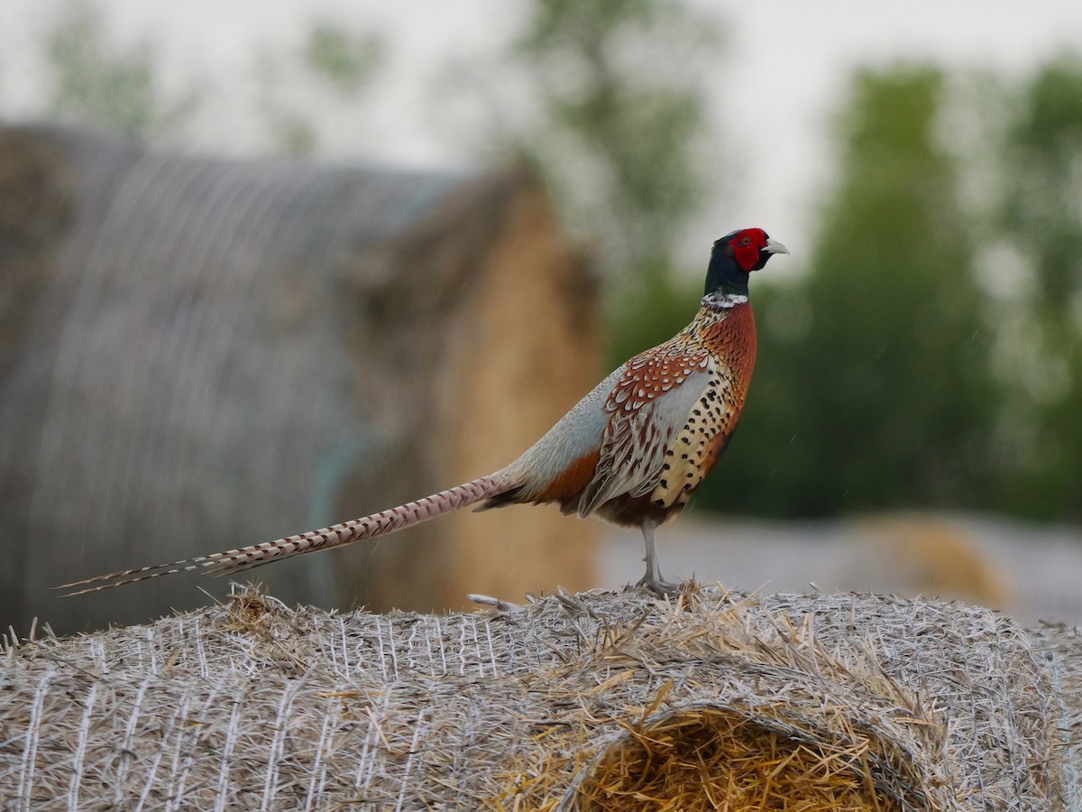 Ring-necked Pheasant - ML620301088