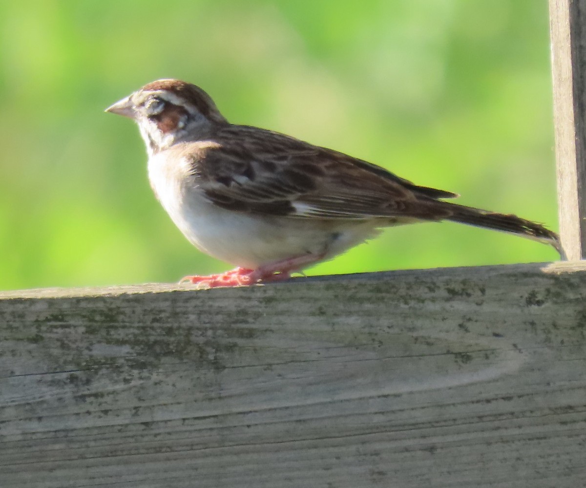 Lark Sparrow - ML620301090