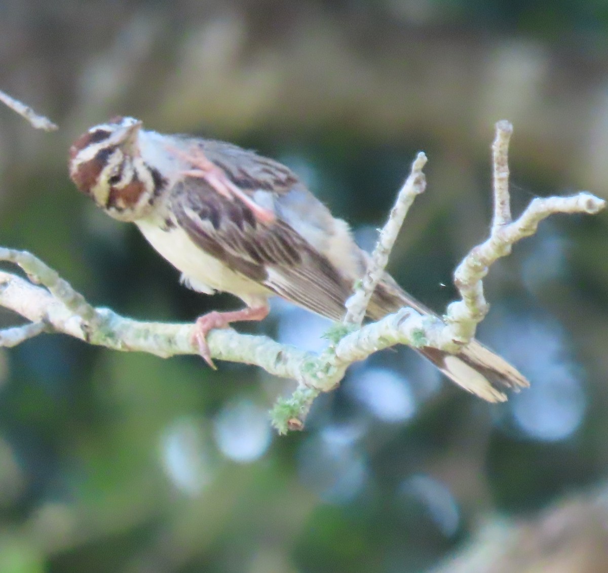 Lark Sparrow - ML620301092