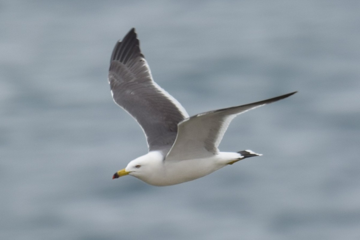 Black-tailed Gull - ML620301093