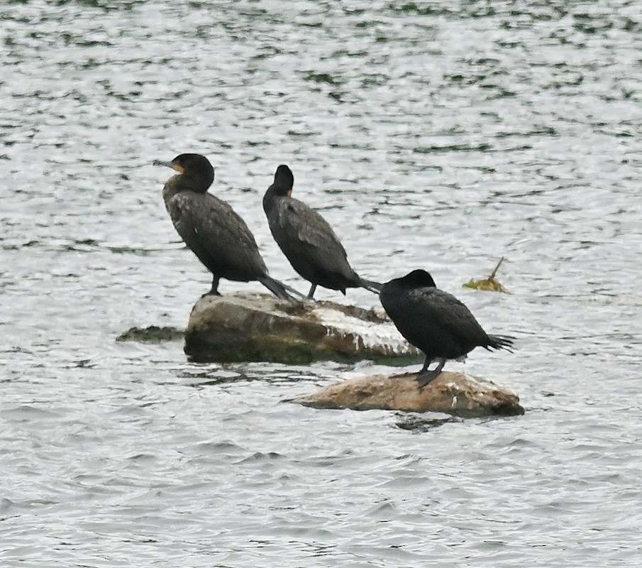 Double-crested Cormorant - ML620301105