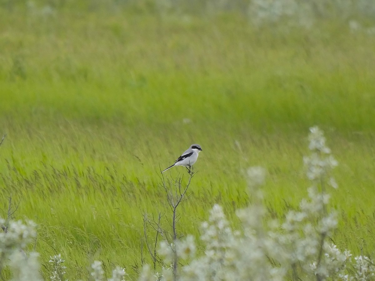 Loggerhead Shrike - ML620301111