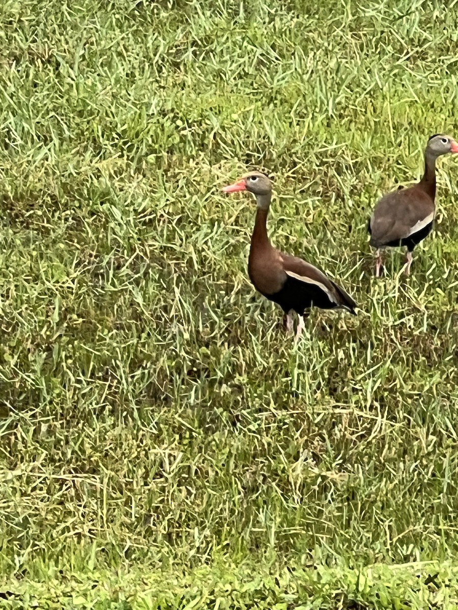 Black-bellied Whistling-Duck - ML620301112