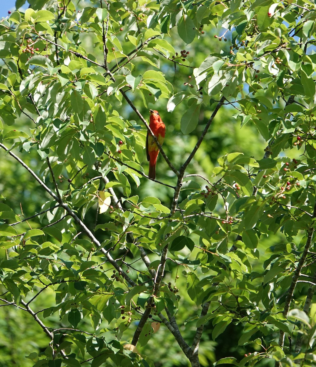 Summer Tanager - ML620301121