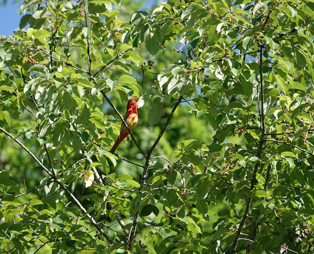 Summer Tanager - ML620301127