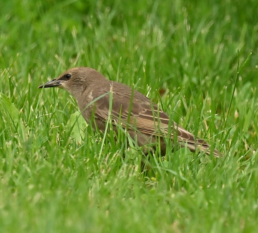 European Starling - ML620301129