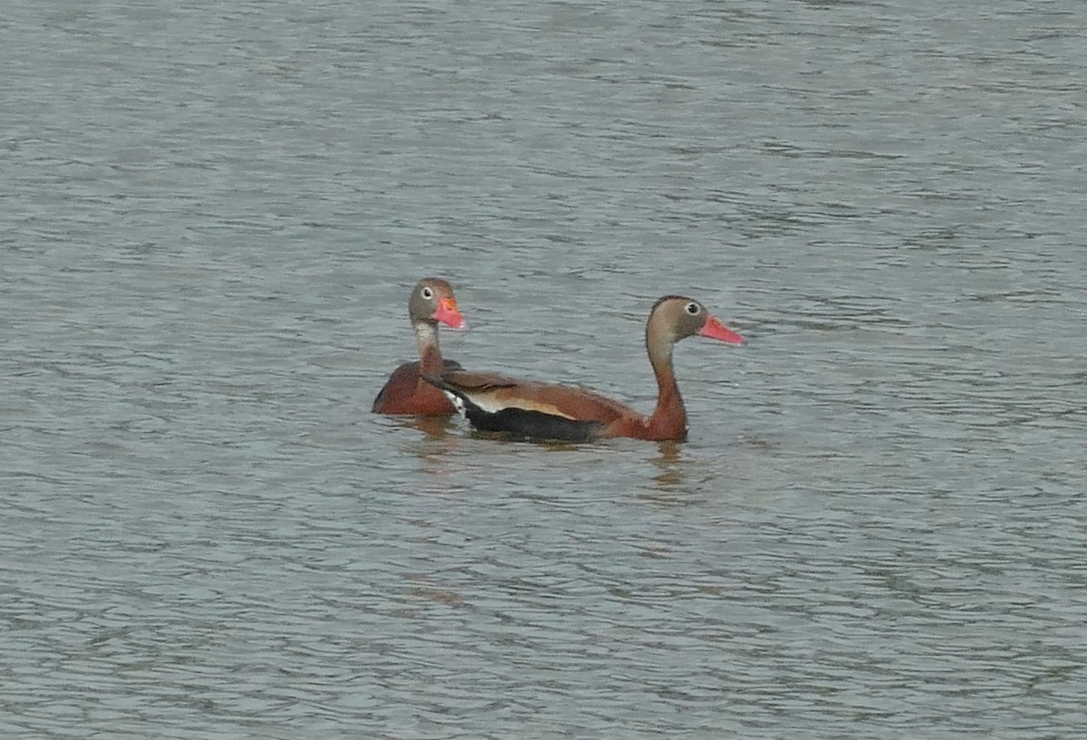 Dendrocygne à ventre noir - ML620301130