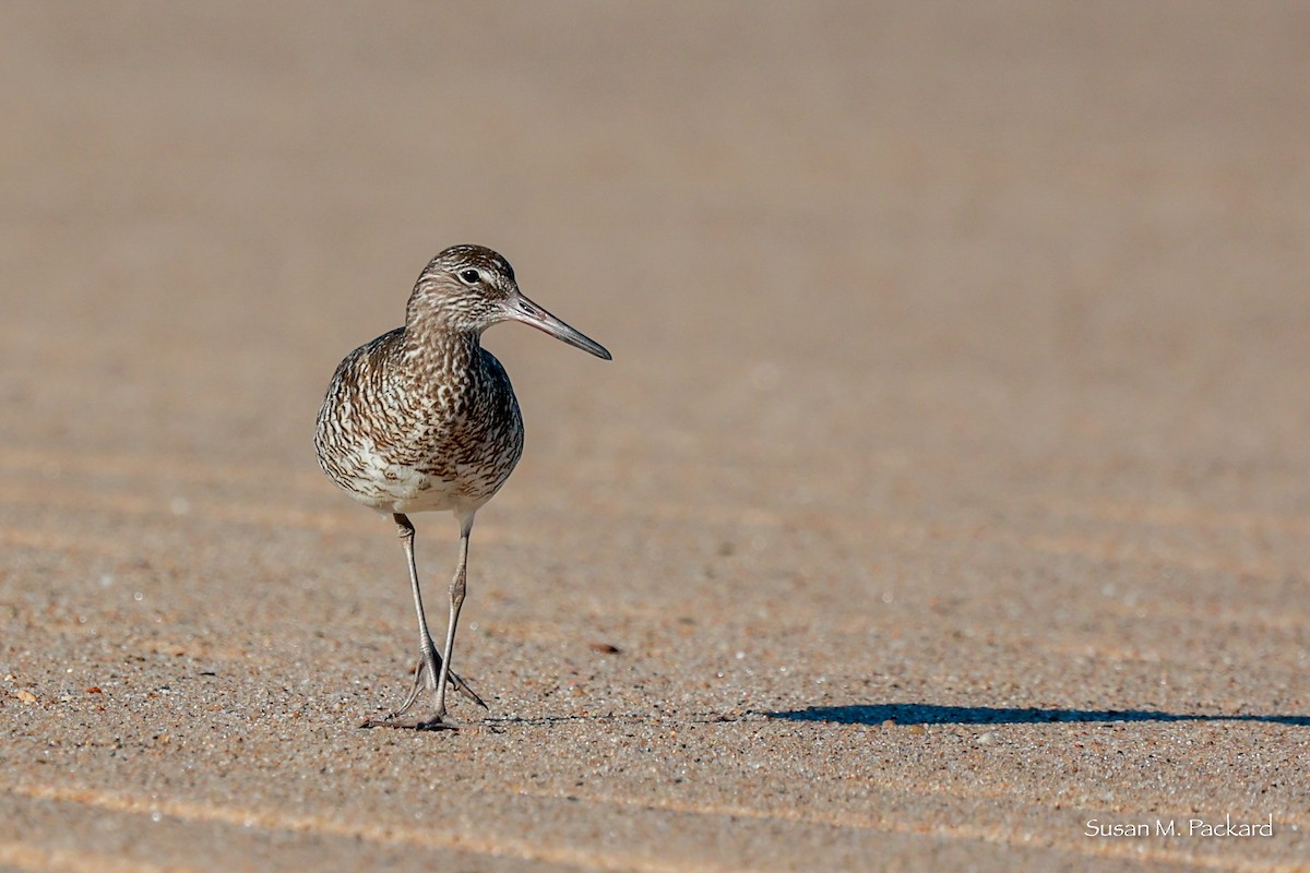 Willet - ML620301131