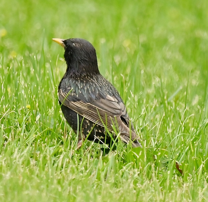 European Starling - ML620301136