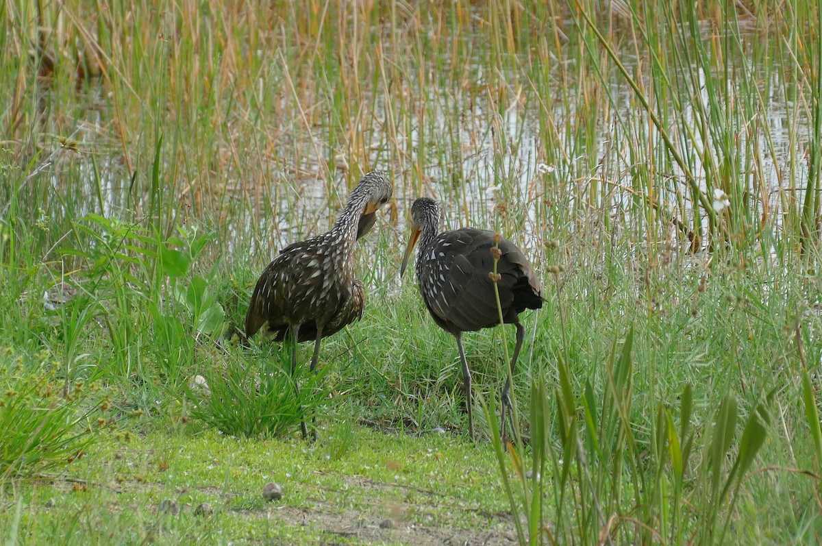 Limpkin - ML620301137