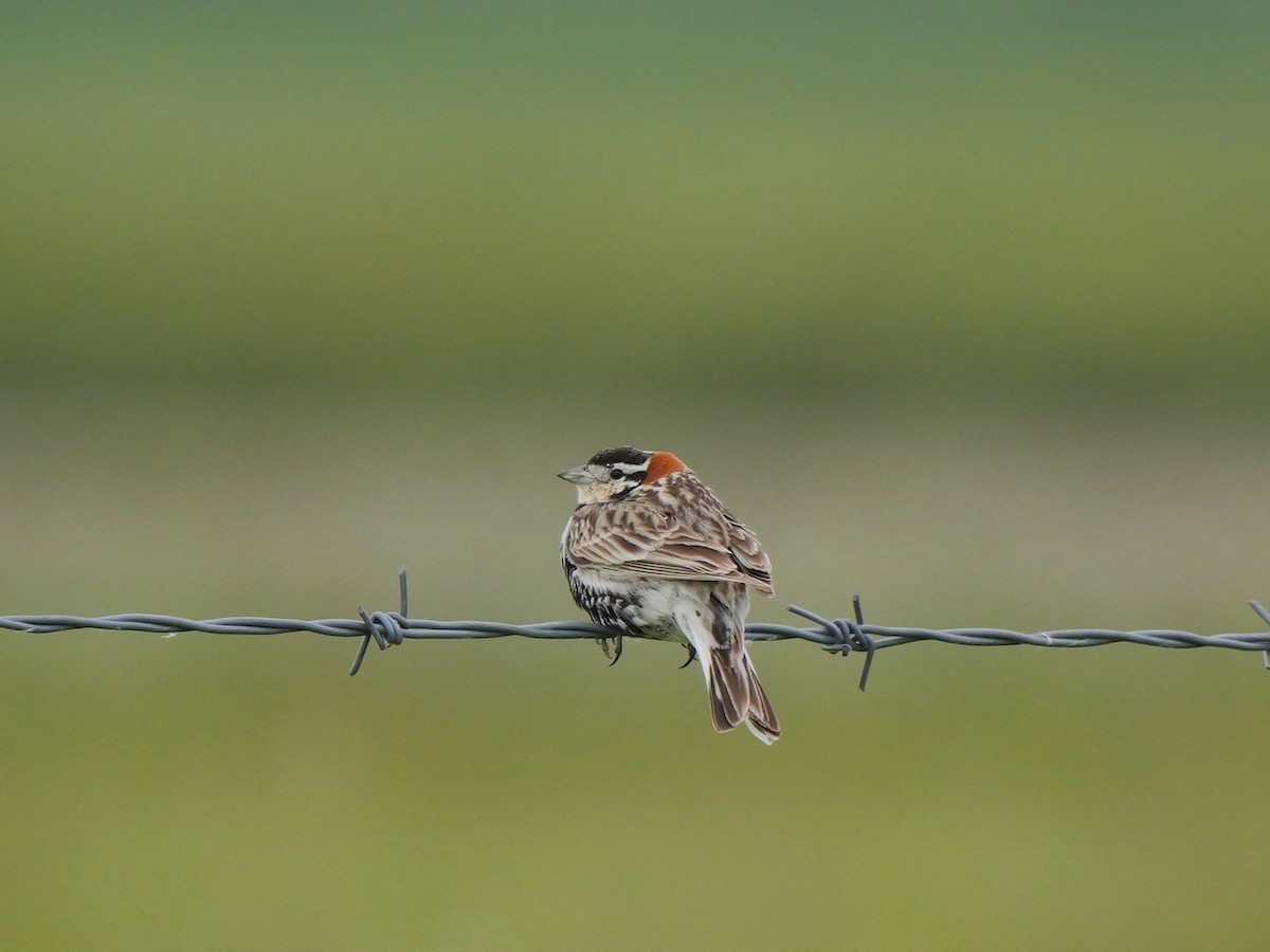 Chestnut-collared Longspur - ML620301145