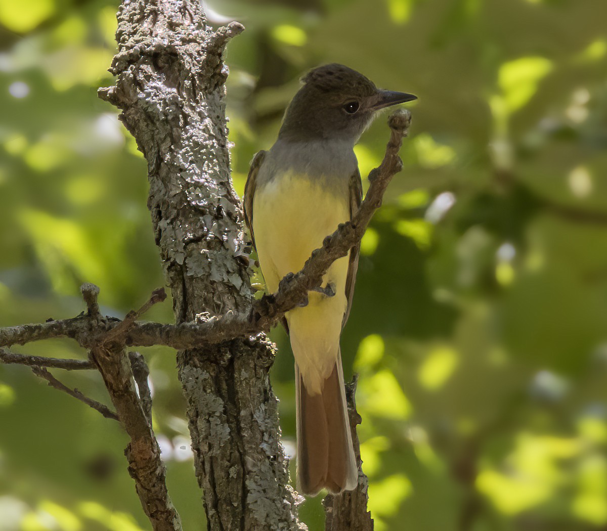 Great Crested Flycatcher - ML620301146
