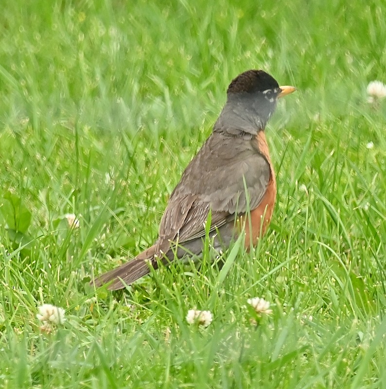 American Robin - ML620301148