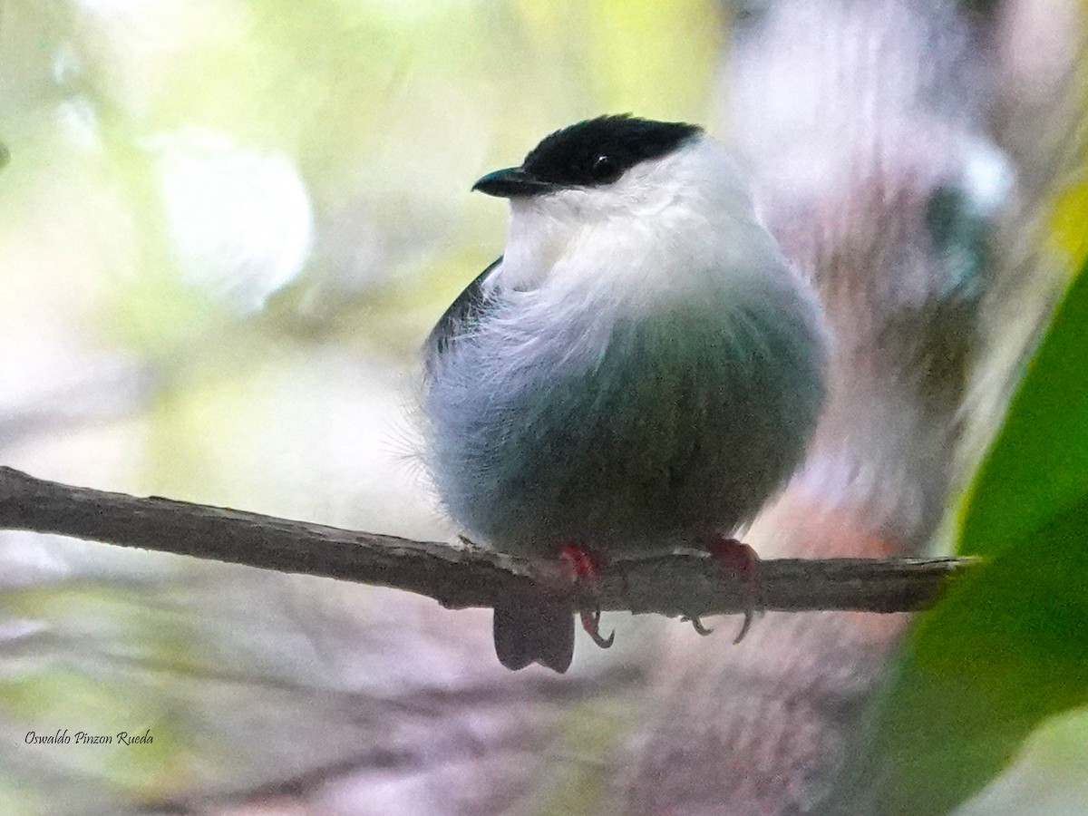 White-bearded Manakin - ML620301158