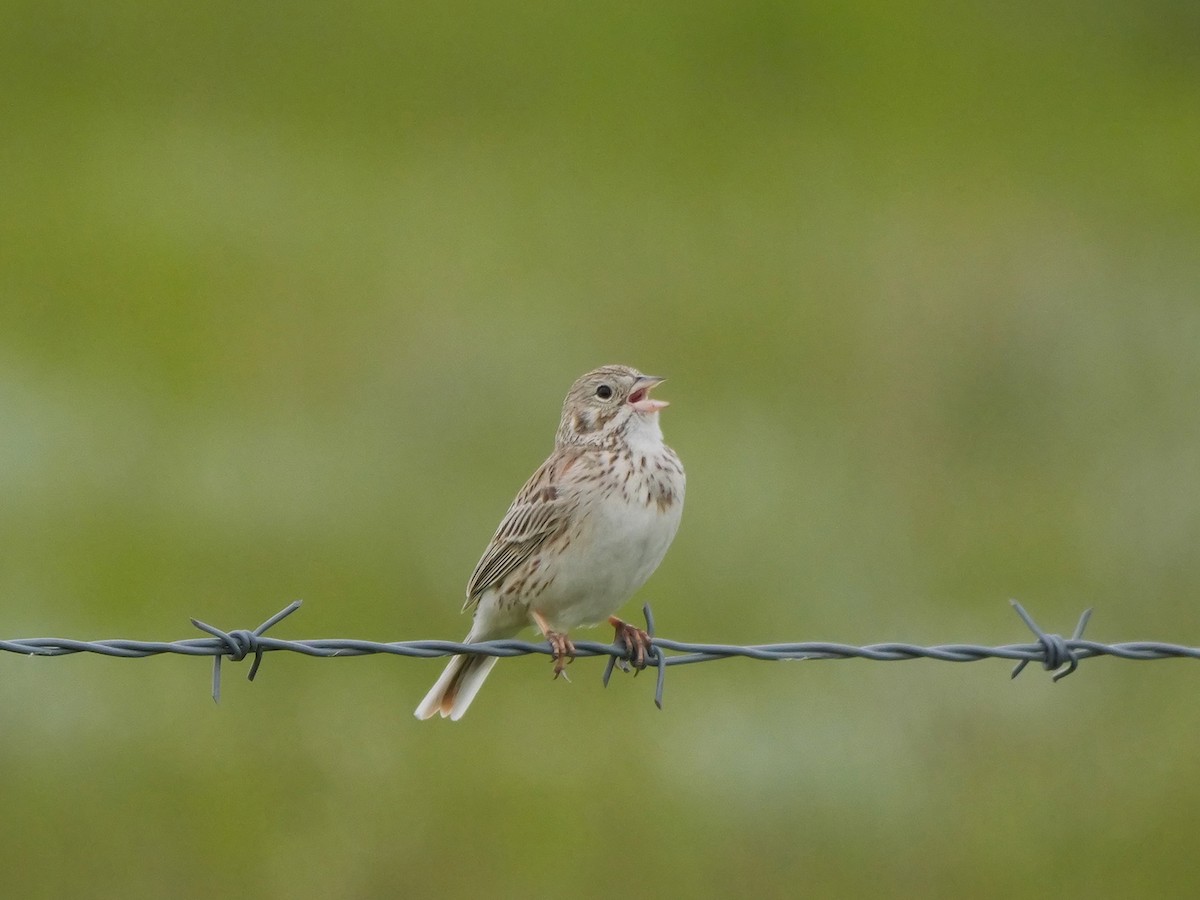 Vesper Sparrow - ML620301161