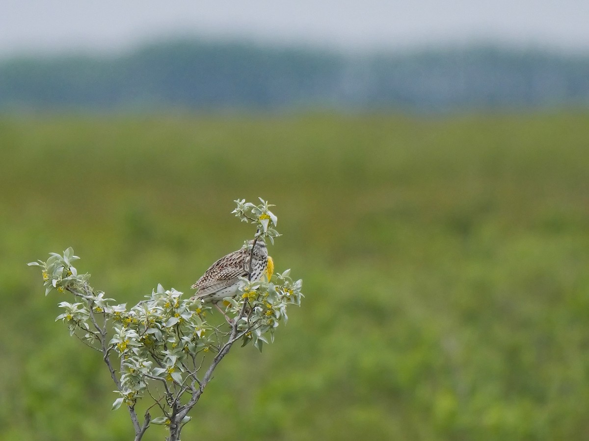 Western Meadowlark - ML620301168