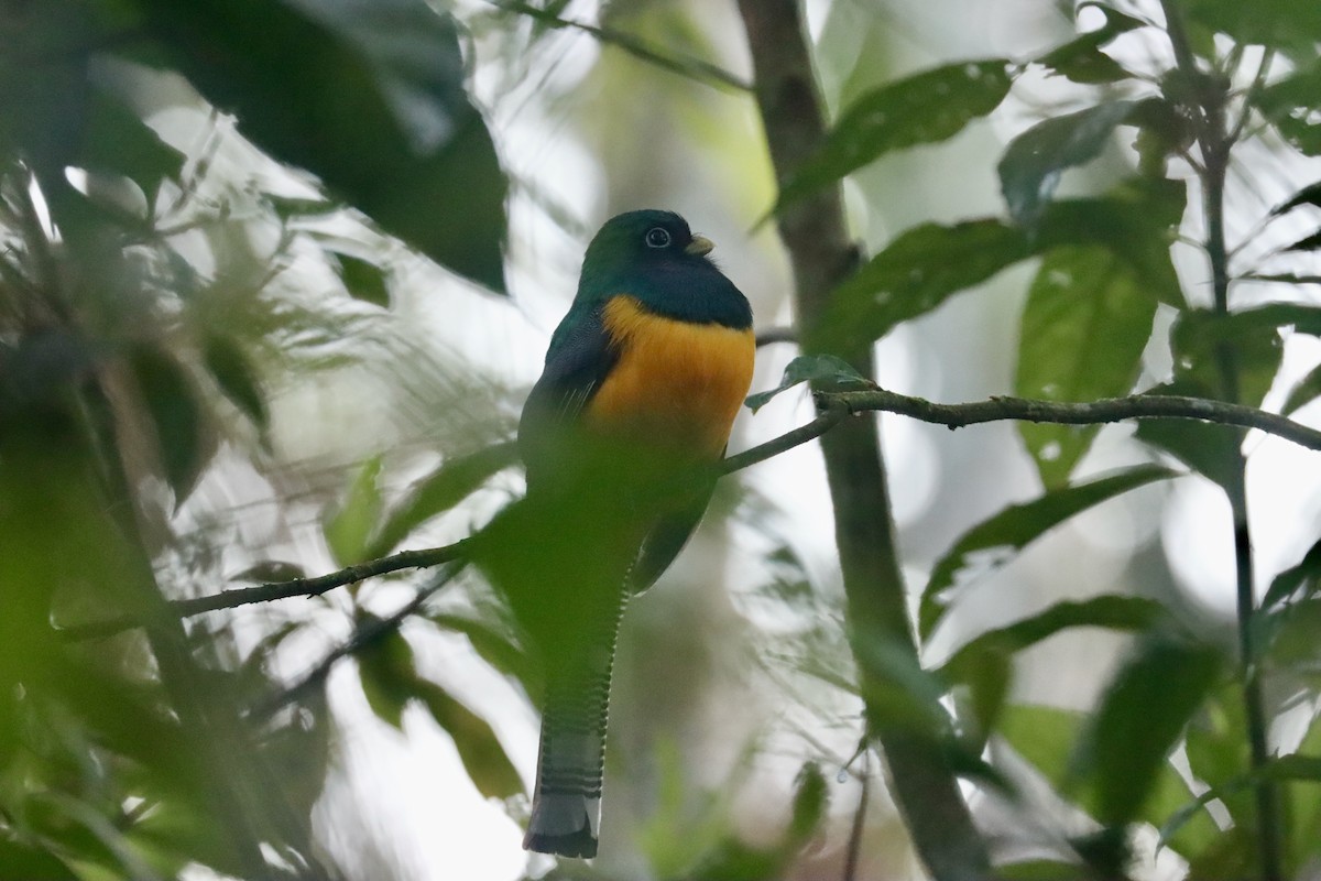 Atlantic Black-throated Trogon - ML620301170