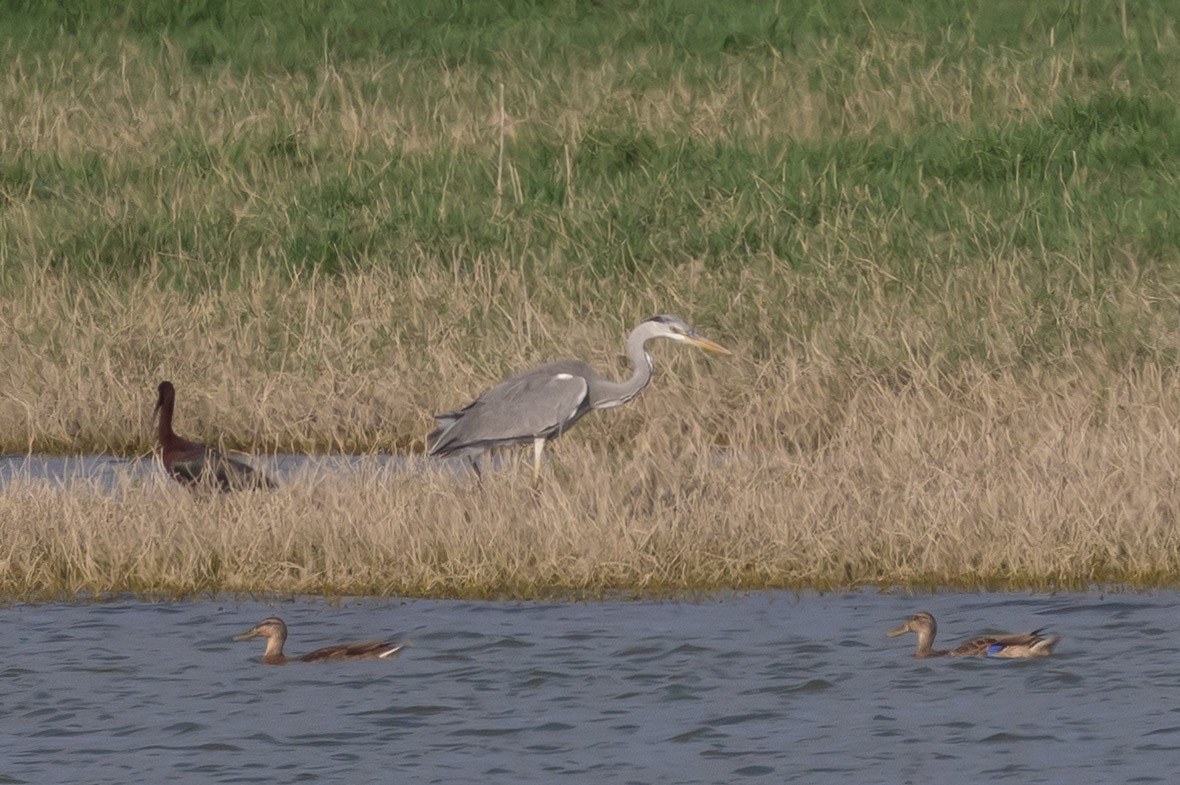 Gray Heron - ML620301178