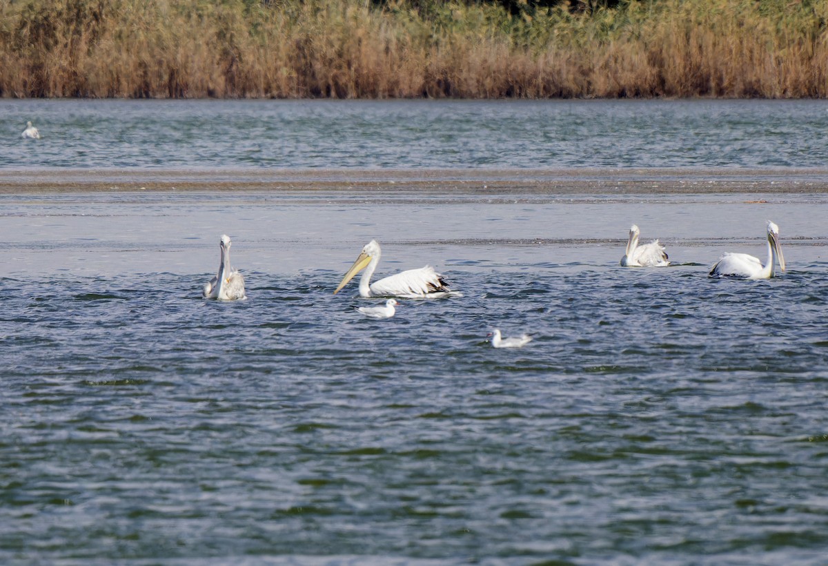 Dalmatian Pelican - leon berthou