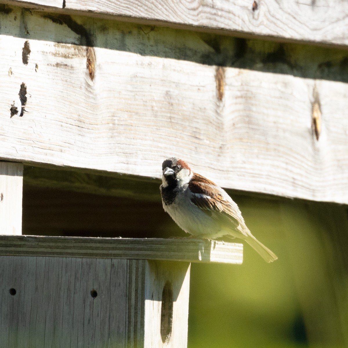 House Sparrow - ML620301181