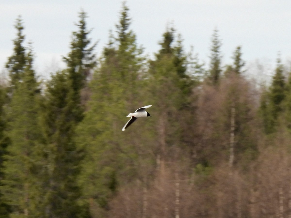 Mouette pygmée - ML620301185