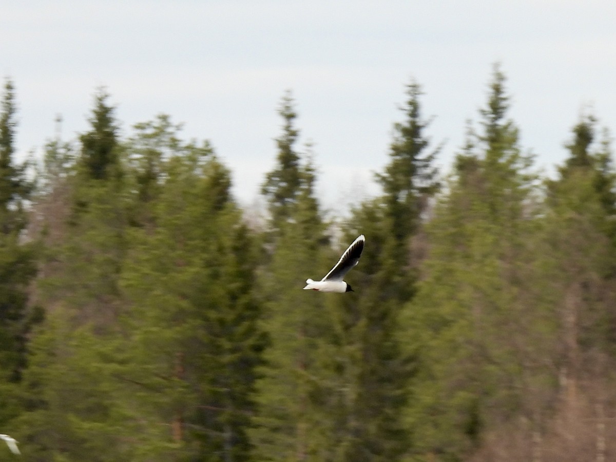 Mouette pygmée - ML620301186