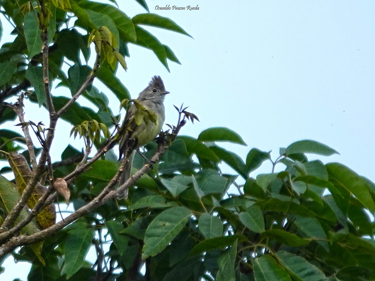 Yellow-bellied Elaenia - ML620301187