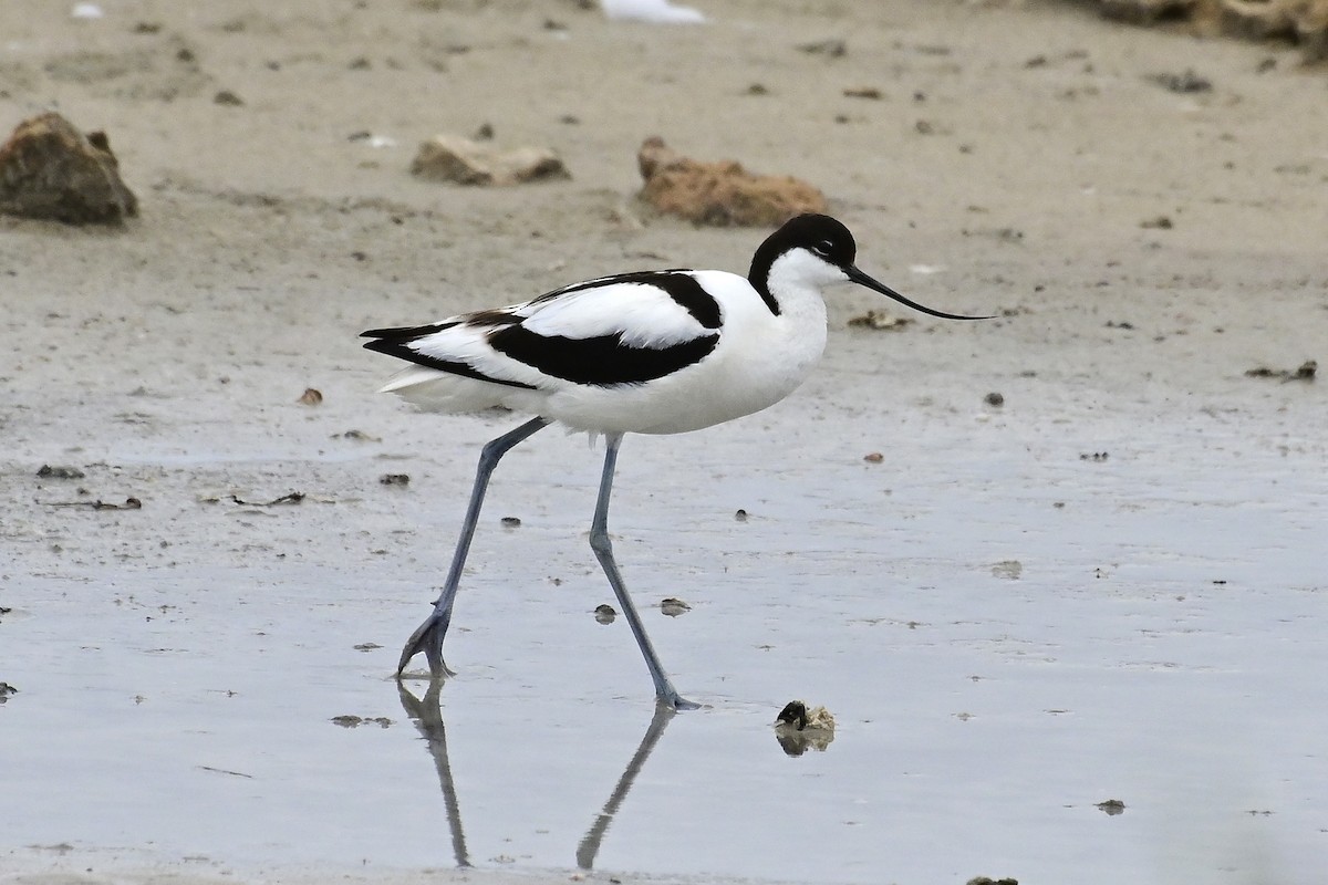 Pied Avocet - ML620301192