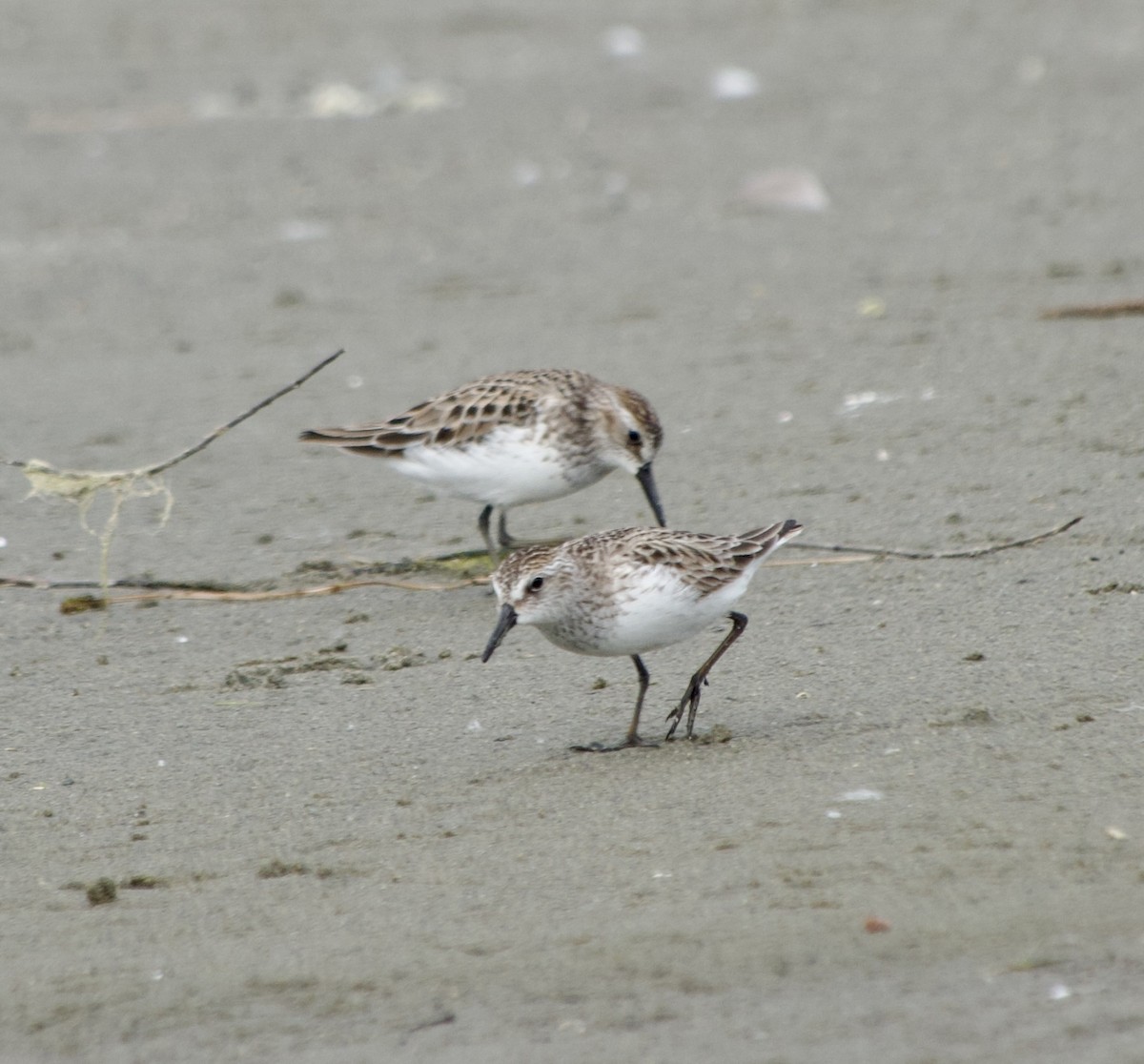 Semipalmated Sandpiper - ML620301196