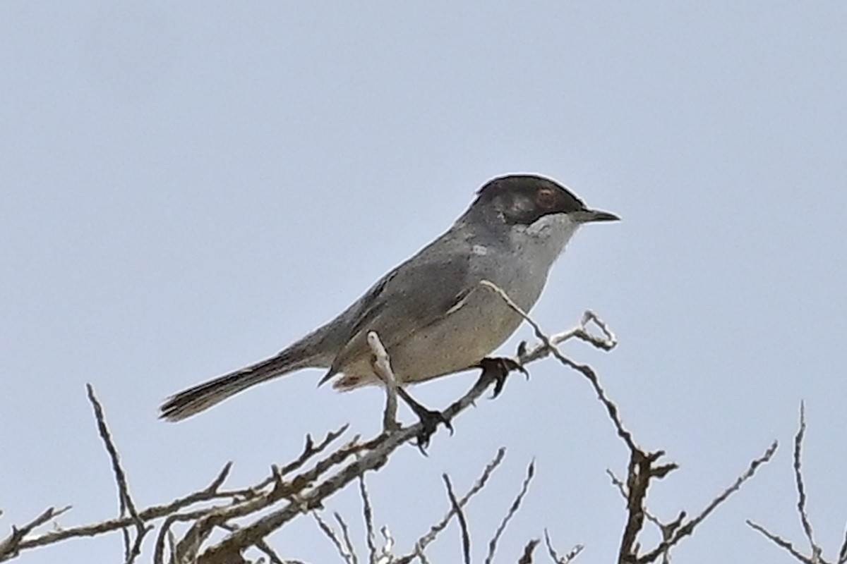 Sardinian Warbler - ML620301197