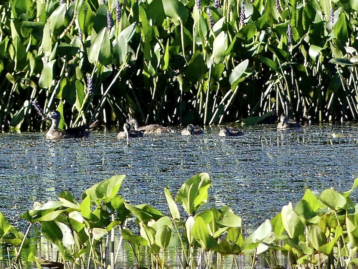 Wood Duck - ML620301198