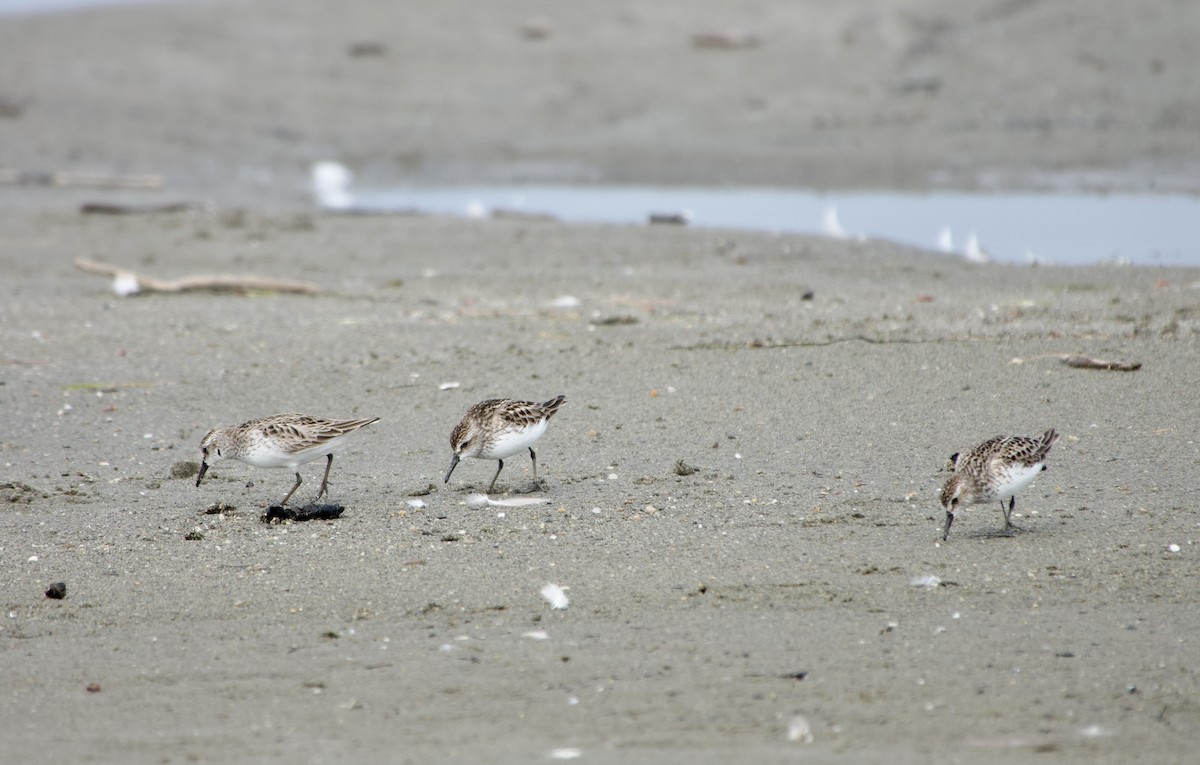 Semipalmated Sandpiper - ML620301204