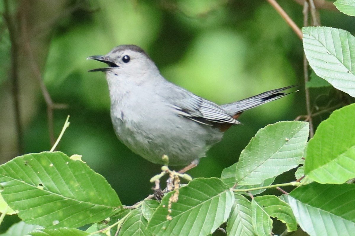 Gray Catbird - ML620301205