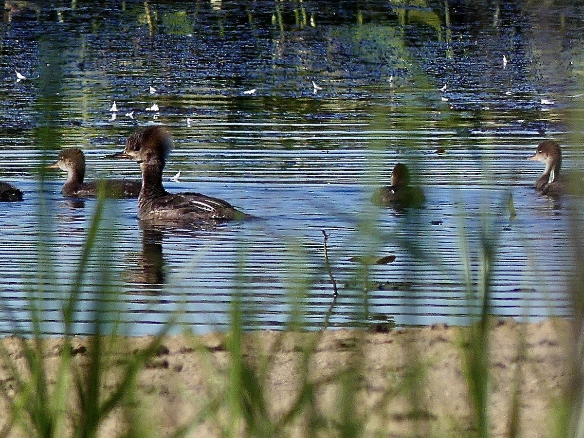 Hooded Merganser - ML620301208