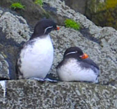 Parakeet Auklet - ML620301220