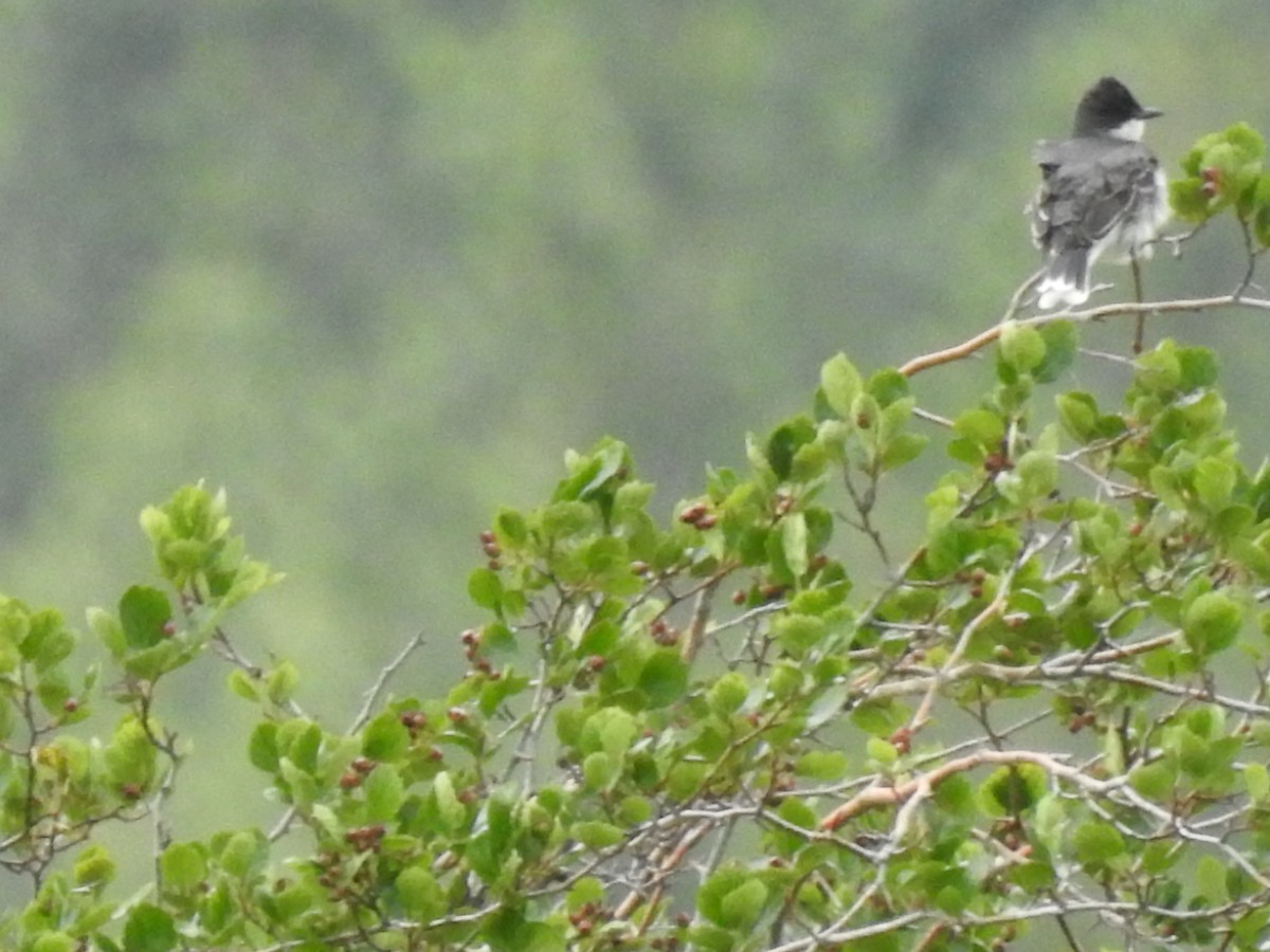 Eastern Kingbird - ML620301222