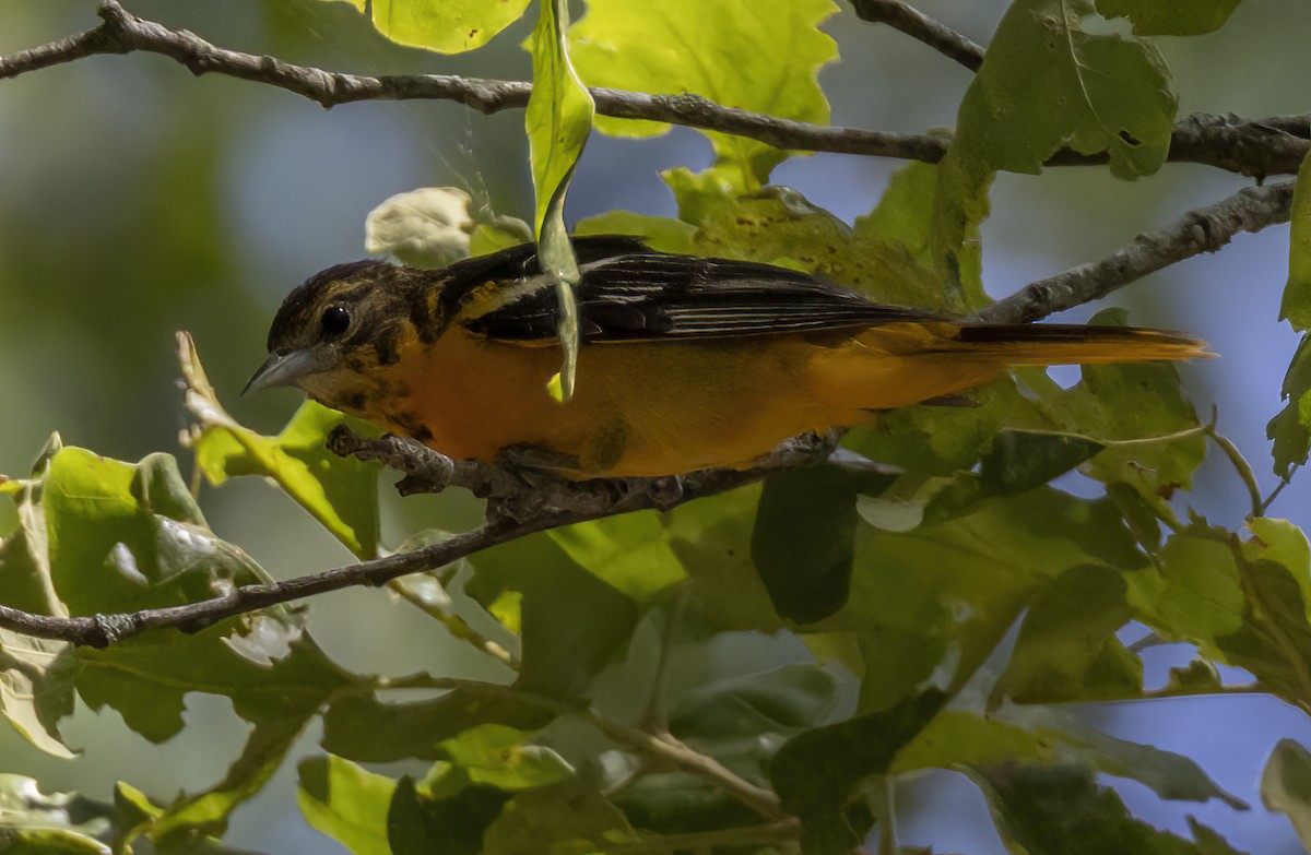 Oriole de Baltimore - ML620301224