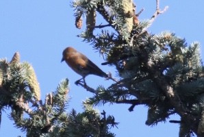 Red Crossbill - ML620301225