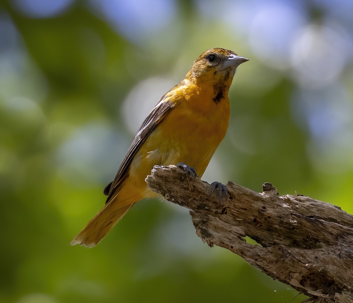 Baltimore Oriole - ML620301229