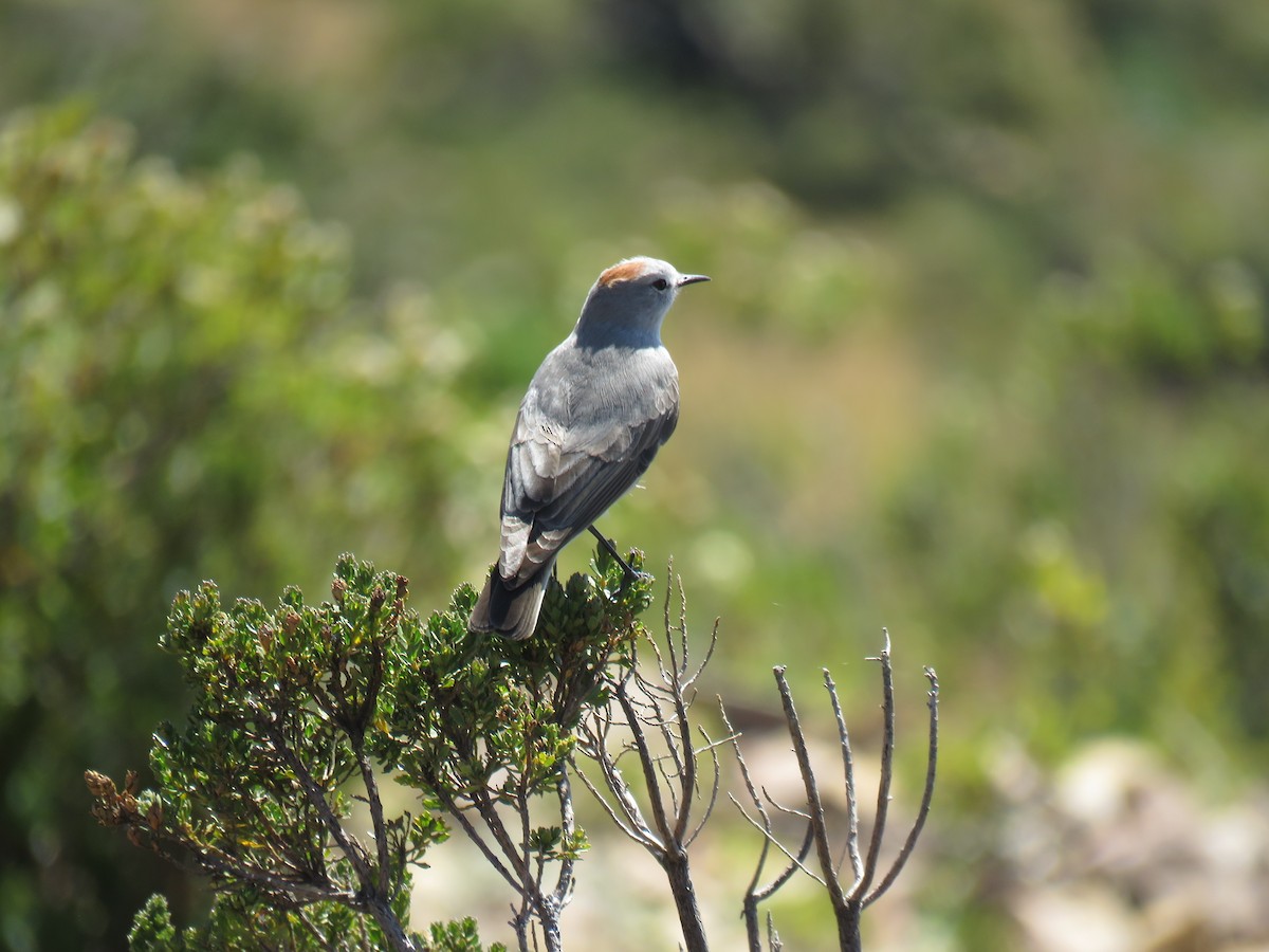 Rufous-naped Ground-Tyrant - ML620301230