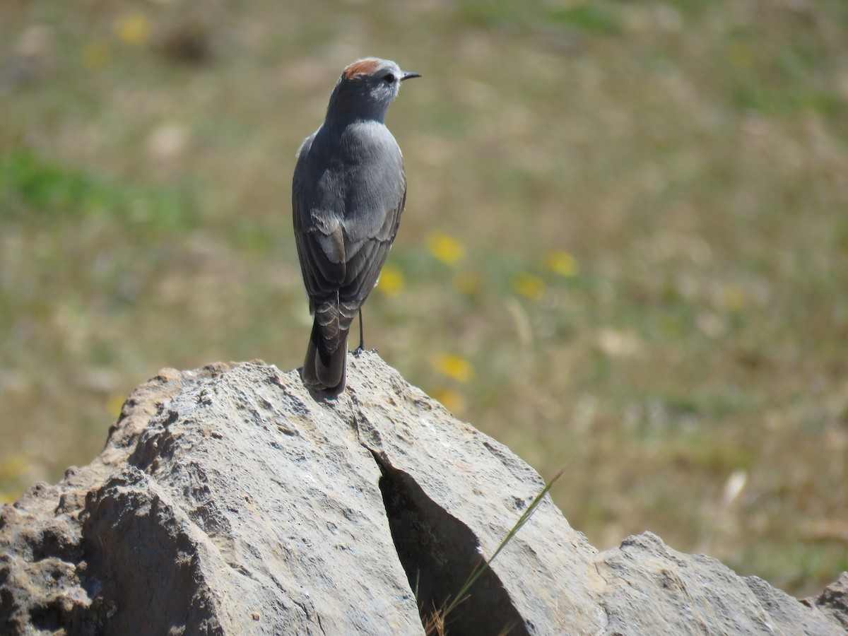 Rufous-naped Ground-Tyrant - ML620301231