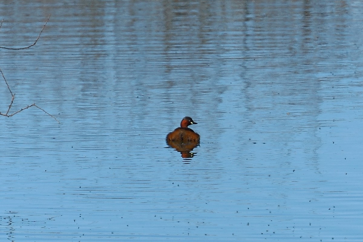 Little Grebe - ML620301232