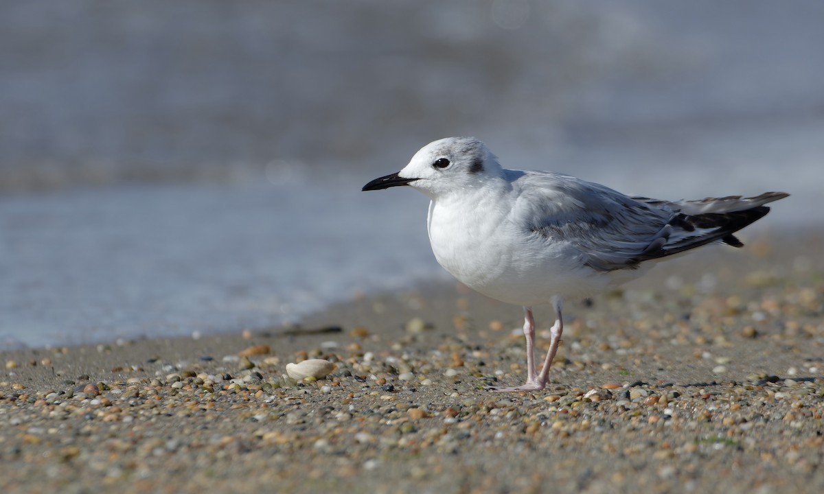 Bonaparte's Gull - ML620301238