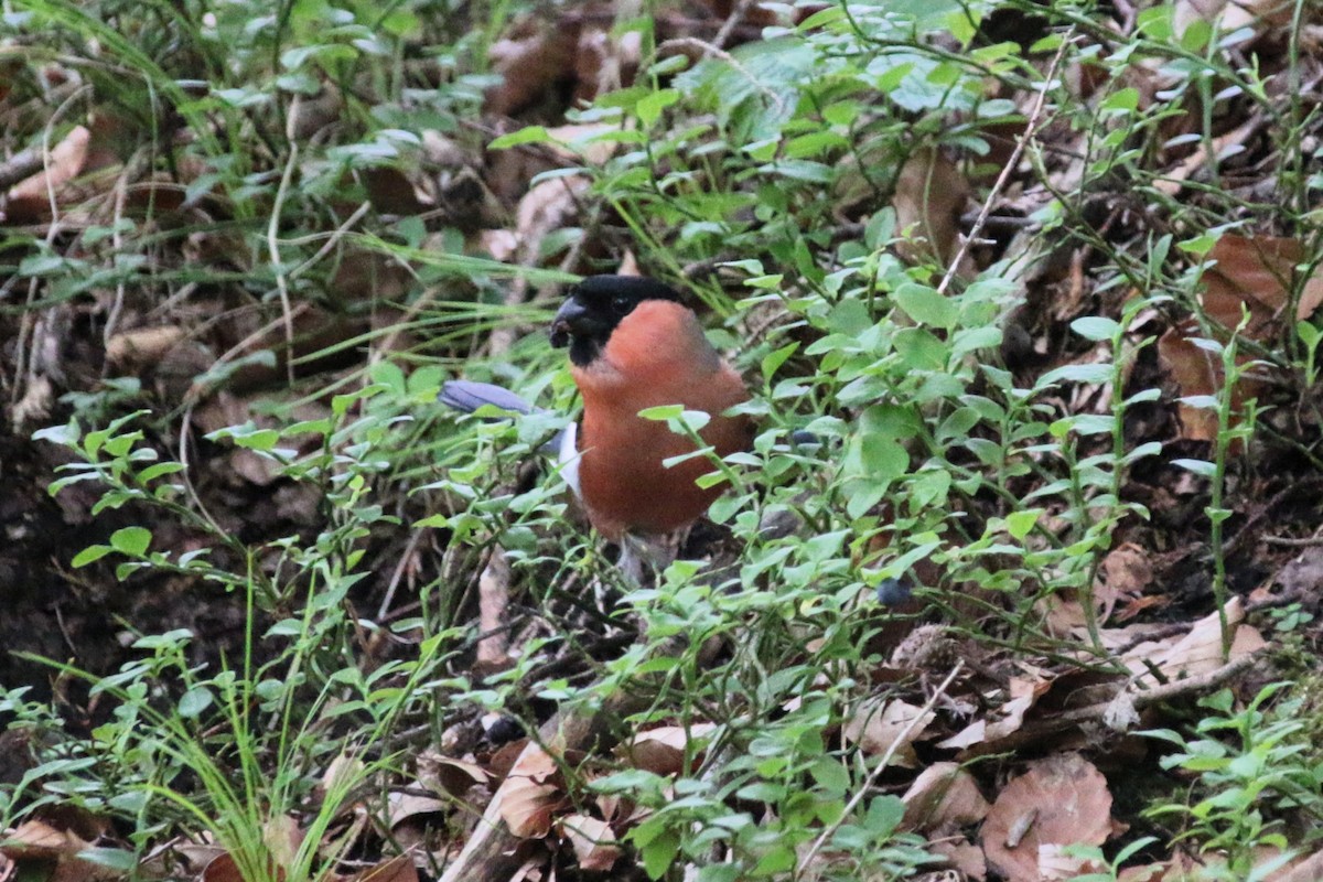 Eurasian Bullfinch - ML620301241