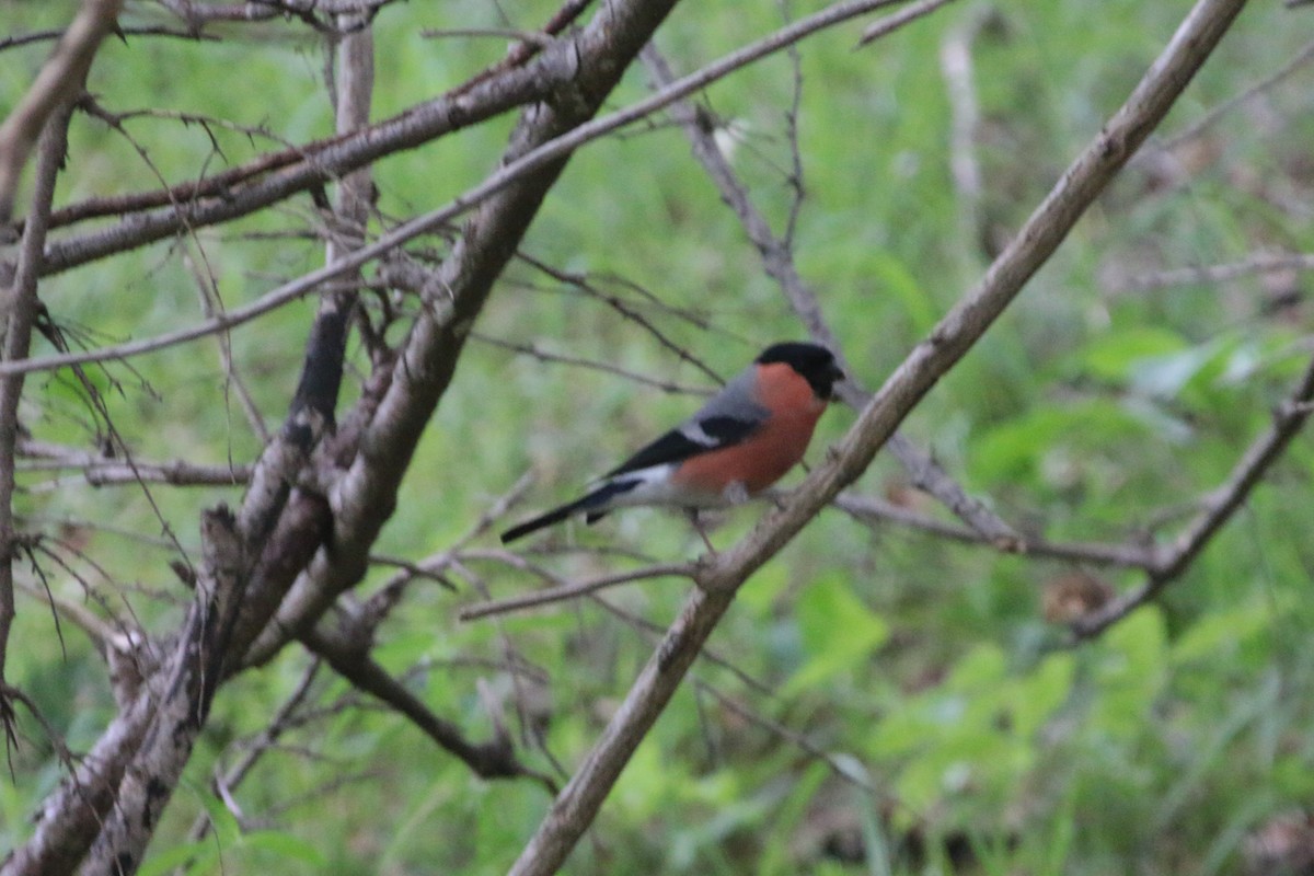 Eurasian Bullfinch - ML620301245