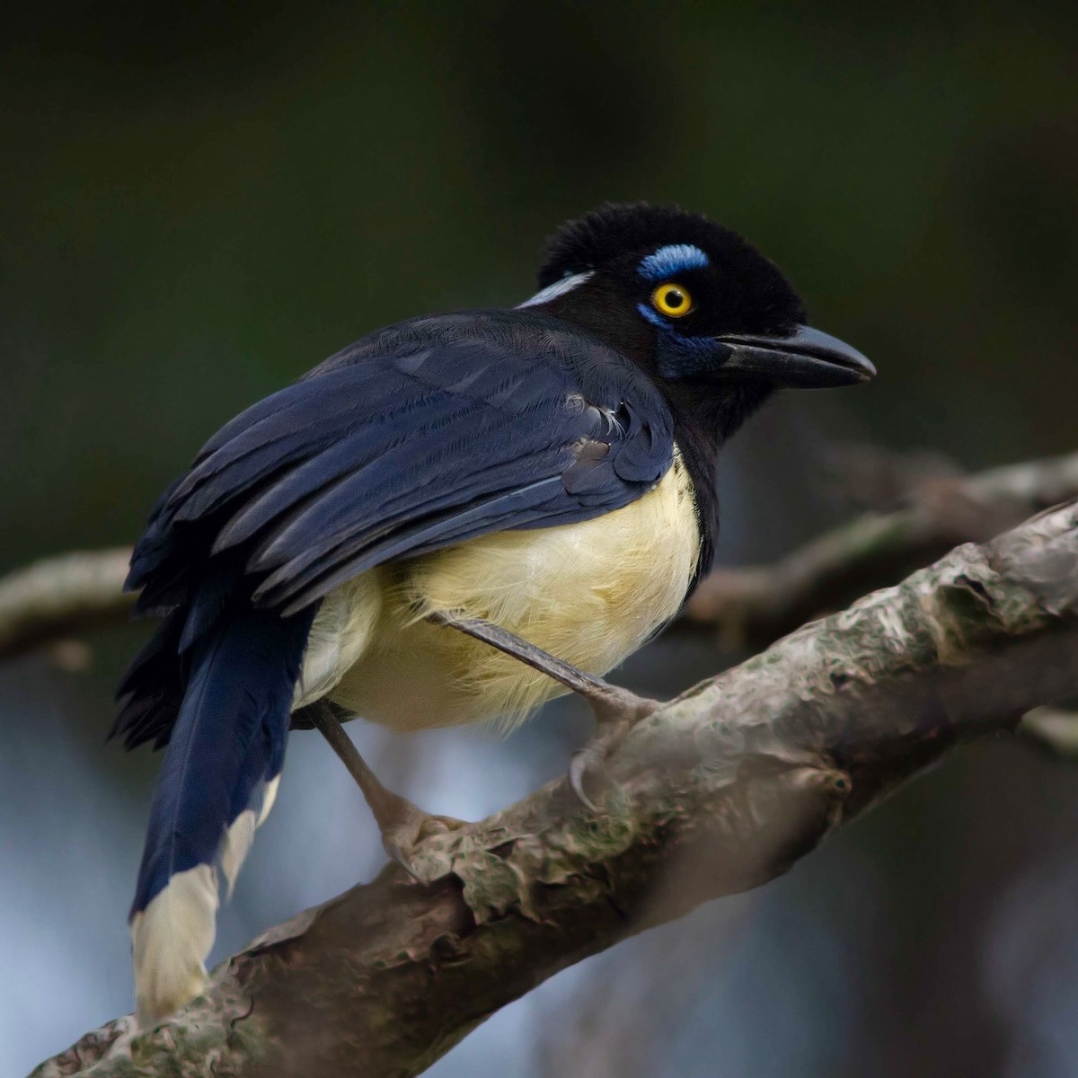 Plush-crested Jay - ML620301251