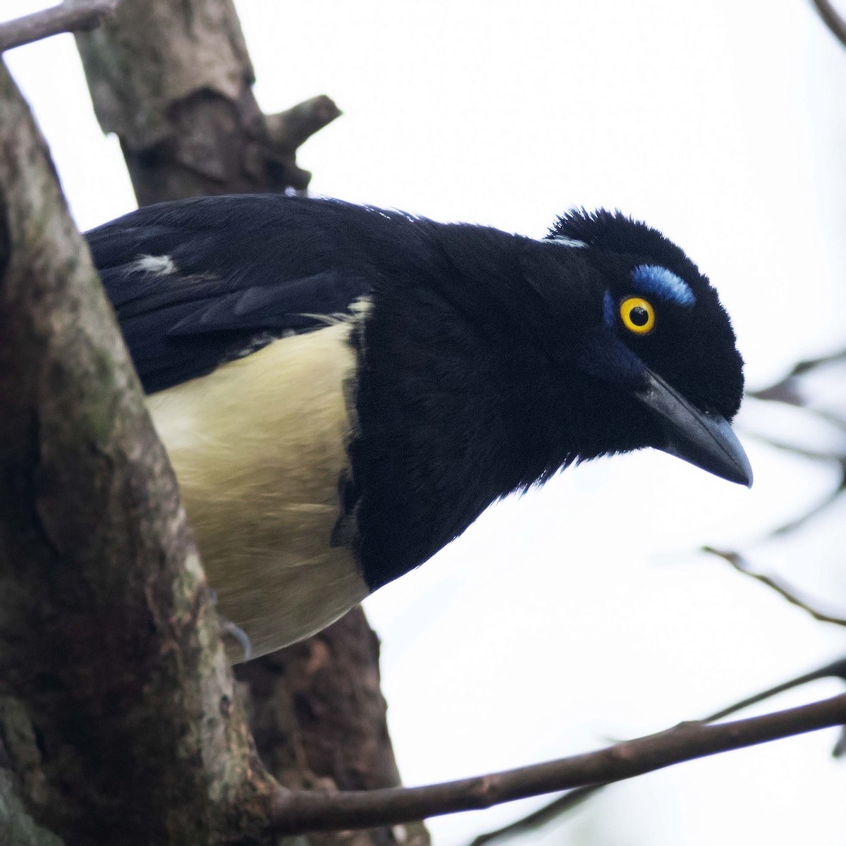 Plush-crested Jay - ML620301252