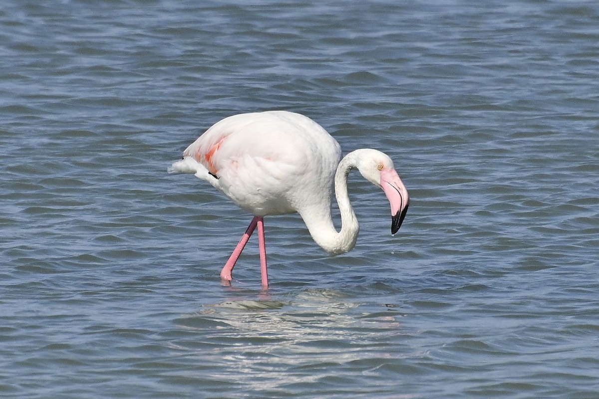 Greater Flamingo - ML620301257