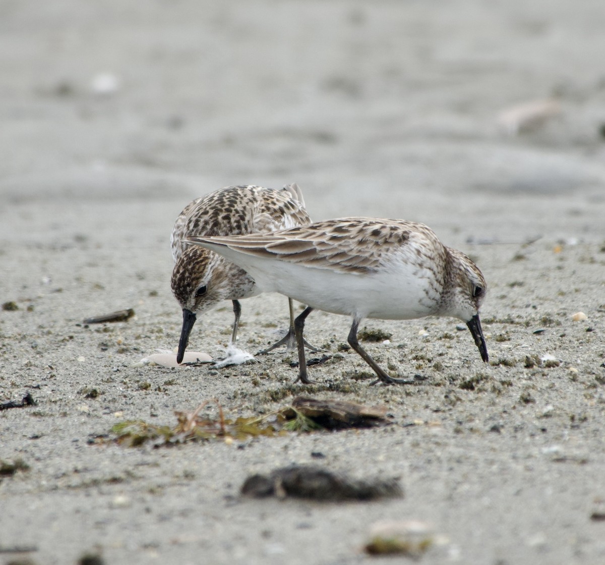 Semipalmated Sandpiper - ML620301263