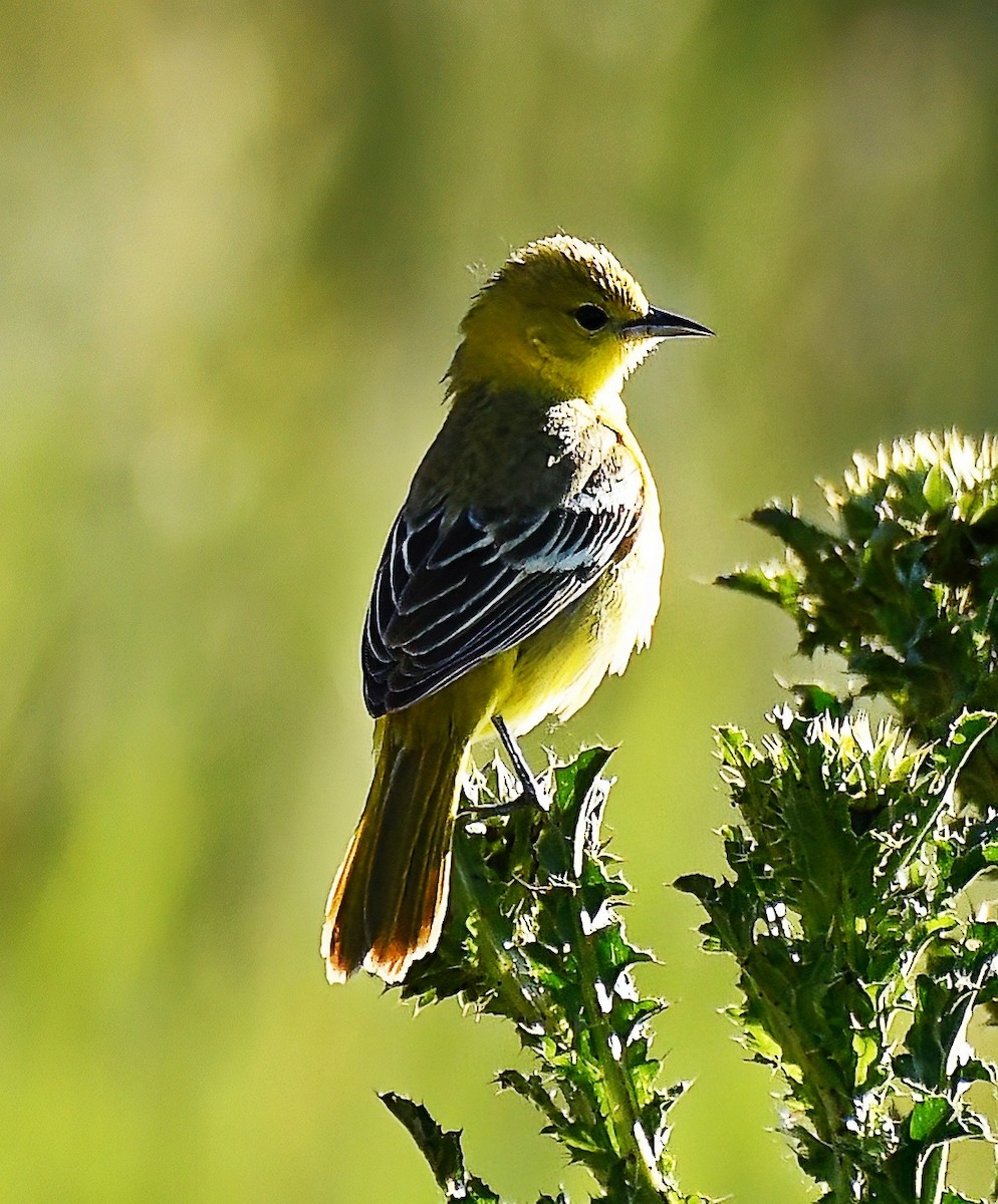 Orchard Oriole - ML620301269